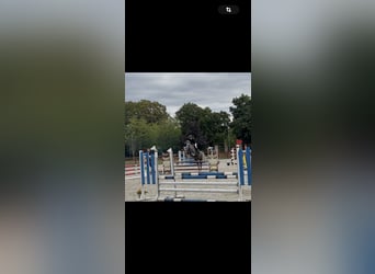 Holsteiner, Jument, 6 Ans, 165 cm, Isabelle