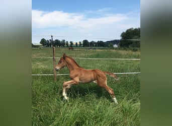 Holsteiner, Jument, 6 Ans, 166 cm, Alezan brûlé