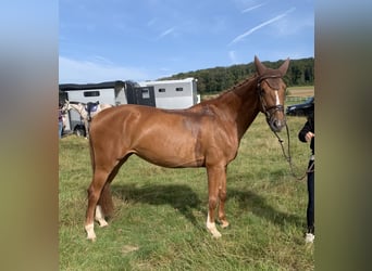 Holsteiner, Jument, 6 Ans, 166 cm, Alezan brûlé