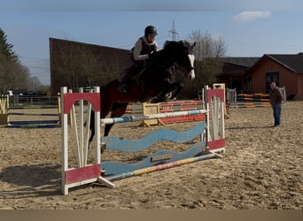 Holsteiner, Jument, 6 Ans, 166 cm, Bai brun