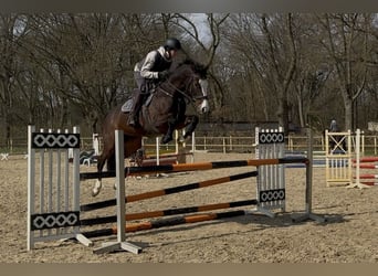 Holsteiner, Jument, 6 Ans, 166 cm, Bai brun