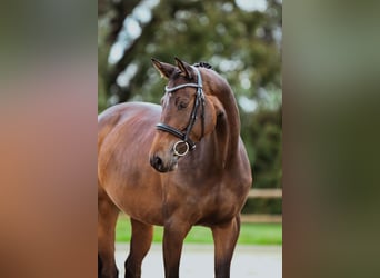 Holsteiner, Jument, 6 Ans, 166 cm, Bai