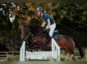 Holsteiner, Jument, 6 Ans, 166 cm, Bai