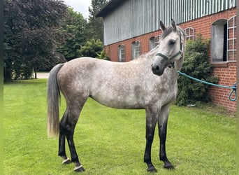 Holsteiner, Jument, 6 Ans, 166 cm, Gris