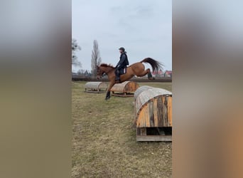 Holsteiner, Jument, 6 Ans, 167 cm, Alezan