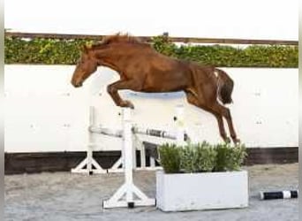 Holsteiner, Jument, 6 Ans, 167 cm, Alezan