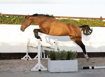 Holsteiner, Jument, 6 Ans, 167 cm, Bai