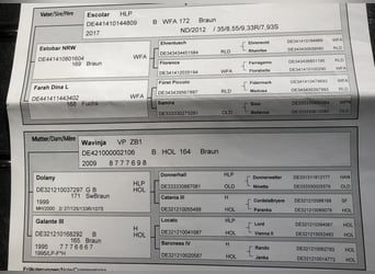 Holsteiner, Jument, 6 Ans, 167 cm, Bai