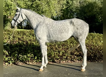 Holsteiner, Jument, 6 Ans, 167 cm, Gris