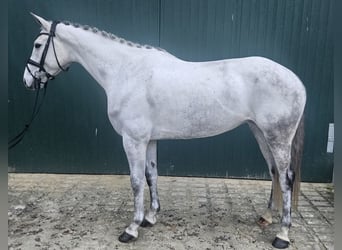 Holsteiner, Jument, 6 Ans, 167 cm, Gris