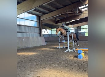 Holsteiner, Jument, 6 Ans, 168 cm, Bai