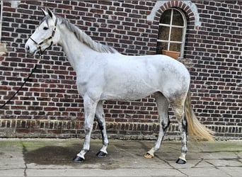 Holsteiner, Jument, 6 Ans, 168 cm, Gris