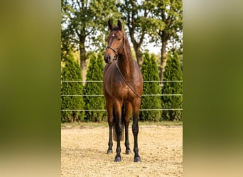 Holsteiner, Jument, 6 Ans, 169 cm, Bai