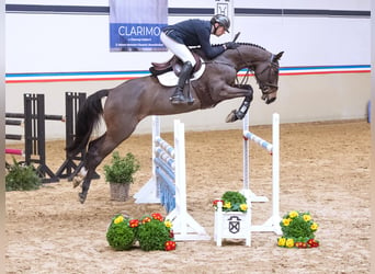 Holsteiner, Jument, 6 Ans, 170 cm, Bai brun