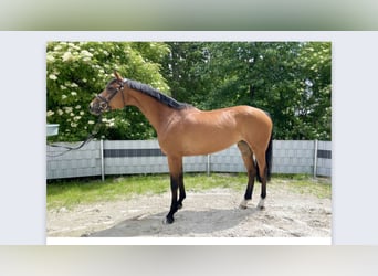 Holsteiner, Jument, 6 Ans, 170 cm, Bai