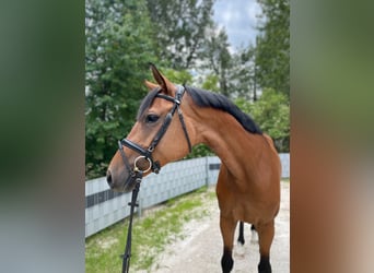 Holsteiner, Jument, 6 Ans, 170 cm, Bai