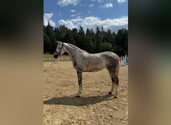 Holsteiner, Jument, 6 Ans, 170 cm, Gris