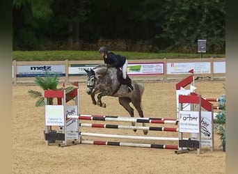 Holsteiner, Jument, 6 Ans, 170 cm, Gris