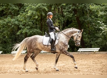 Holsteiner, Jument, 6 Ans, 170 cm, Gris