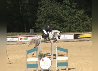 Holsteiner, Jument, 6 Ans, 170 cm, Gris