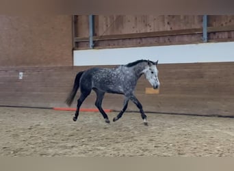 Holsteiner, Jument, 6 Ans, 170 cm, Gris