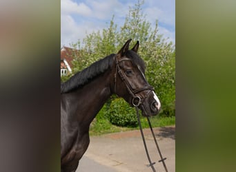 Holsteiner, Jument, 6 Ans, 170 cm, Noir