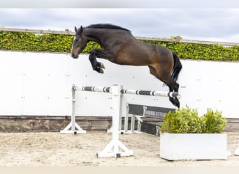 Holsteiner, Jument, 6 Ans, 171 cm, Bai brun