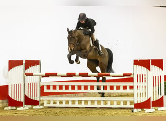 Holsteiner, Jument, 6 Ans, 172 cm, Bai