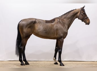 Holsteiner, Jument, 6 Ans, 172 cm, Bai