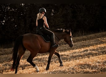 Holsteiner, Jument, 6 Ans, 175 cm, Bai