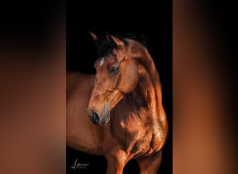 Holsteiner, Jument, 6 Ans, 175 cm, Bai
