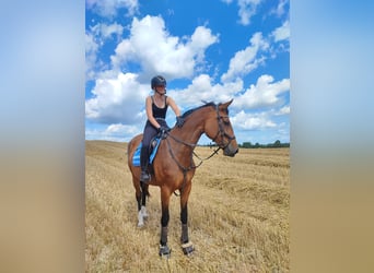 Holsteiner, Jument, 6 Ans, 175 cm, Bai