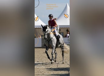 Holsteiner, Jument, 6 Ans, 175 cm, Gris pommelé