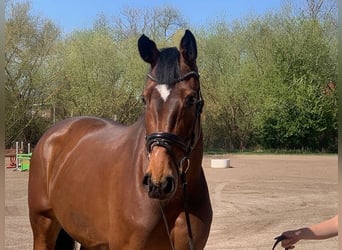 Holsteiner, Jument, 6 Ans, 178 cm, Bai