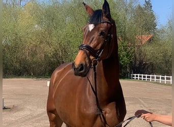Holsteiner, Jument, 6 Ans, 178 cm, Bai