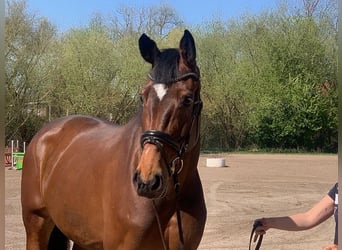 Holsteiner, Jument, 6 Ans, 178 cm, Bai