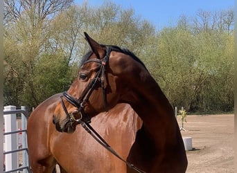 Holsteiner, Jument, 6 Ans, 178 cm, Bai