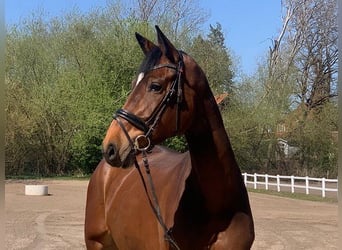 Holsteiner, Jument, 6 Ans, 178 cm, Bai