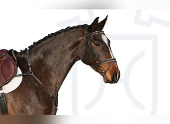 Holsteiner, Jument, 6 Ans, Bai