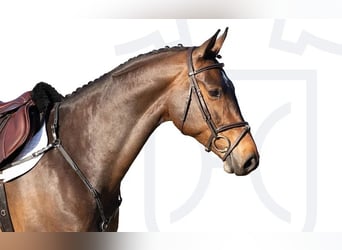 Holsteiner, Jument, 6 Ans, Bai