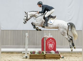 Holsteiner, Jument, 6 Ans, Gris