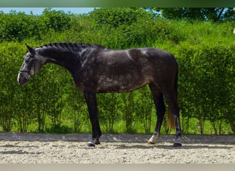 Holsteiner, Jument, 6 Ans, Gris