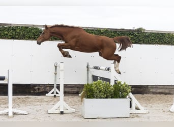 Holsteiner, Jument, 7 Ans, 161 cm