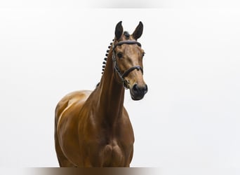 Holsteiner, Jument, 7 Ans, 162 cm