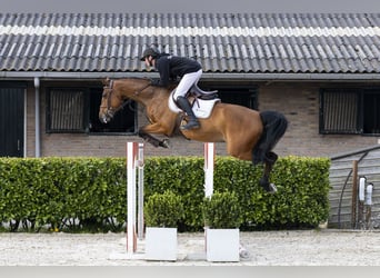 Holsteiner, Jument, 7 Ans, 162 cm
