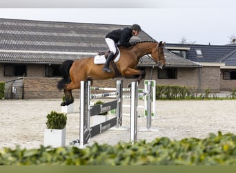 Holsteiner, Jument, 7 Ans, 162 cm