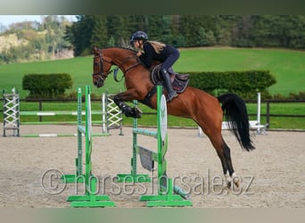 Holsteiner, Jument, 7 Ans, 163 cm, Bai