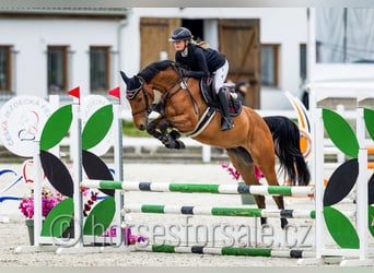 Holsteiner, Jument, 7 Ans, 163 cm, Bai