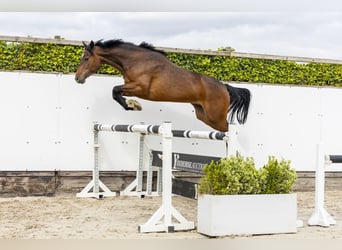 Holsteiner, Jument, 7 Ans, 164 cm, Bai
