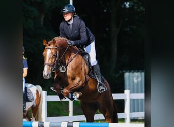 Holsteiner, Jument, 7 Ans, 165 cm, Alezan brûlé